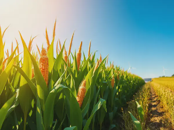 Discover Sustainable Products From Corn Fields for a Green Future